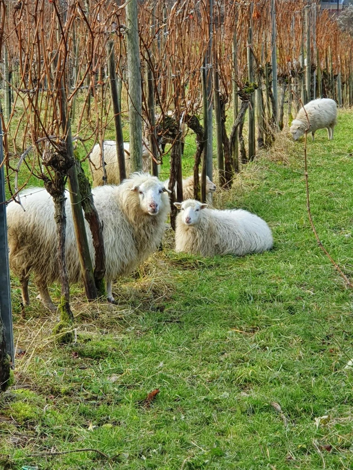 Ferienwohnung An Der Mosel, Romeo Senheim Esterno foto